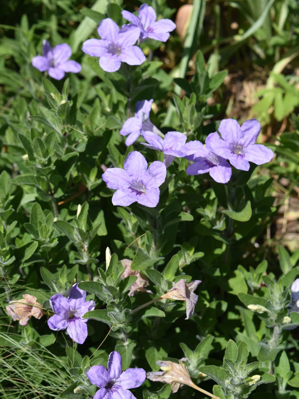 Wild Petunia (Ruellia humilis) 12-pack of plugs — Blazing Star Gardens